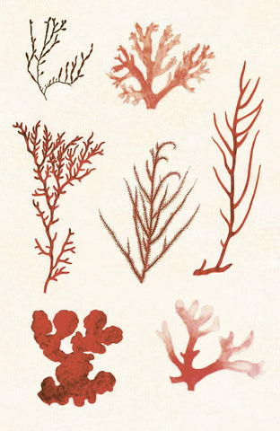 Algae 8 -  Vintage Reproduction - McGaw Graphics