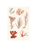 Algae 8 -  Vintage Reproduction - McGaw Graphics