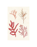 Algae 12 -  Vintage Reproduction - McGaw Graphics