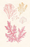 Algae 20 -  Vintage Reproduction - McGaw Graphics