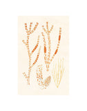 Algae 28 -  Vintage Reproduction - McGaw Graphics