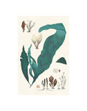 Kelp, French 19th C. 3 -  Vintage Reproduction - McGaw Graphics