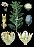 German Educational Plate: Laurus nobilis Linna -  Vintage Reproduction - McGaw Graphics