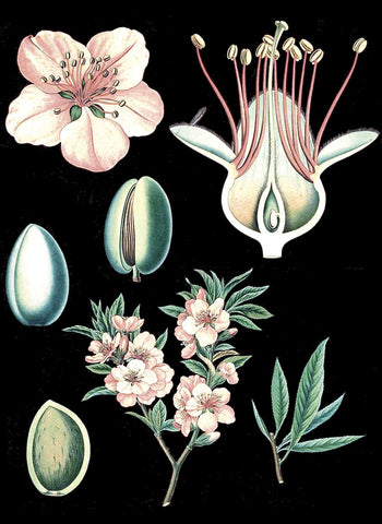 German Educational Plate: Prunus amygdalus -  Vintage Reproduction - McGaw Graphics