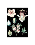 German Educational Plate: Prunus amygdalus -  Vintage Reproduction - McGaw Graphics
