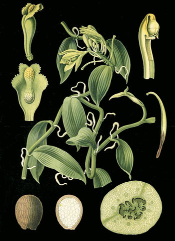 German Educational Plate: Vanilla plantifolia Andrews -  Vintage Reproduction - McGaw Graphics