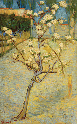 Small Pear Tree in Blossom, 1888 -  Vincent van Gogh - McGaw Graphics