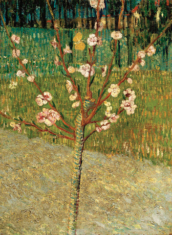 Almond Tree in Blossom, 1888 -  Vincent van Gogh - McGaw Graphics