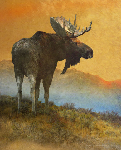 Moose Looking Back -  Chris Vest - McGaw Graphics