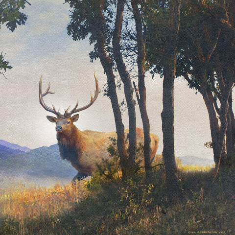Mountain Elk I -  Chris Vest - McGaw Graphics