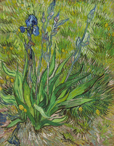 Iris, 1889 -  Vincent van Gogh - McGaw Graphics