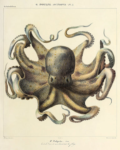 Octopus (Pl. 11) -  Vintage Reproduction - McGaw Graphics