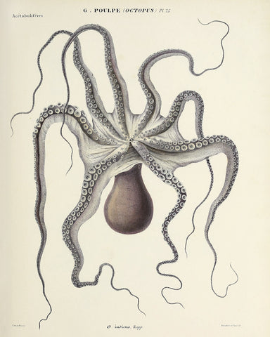 Octopus (Pl. 25) -  Vintage Reproduction - McGaw Graphics