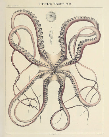 Octopus (Pl. 27) -  Vintage Reproduction - McGaw Graphics