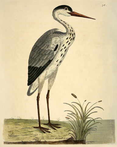 The Common Heron (No. LXXVIII) -  Vintage Reproduction - McGaw Graphics