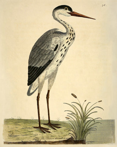 The Common Heron (No. LXXVIII) -  Vintage Reproduction - McGaw Graphics