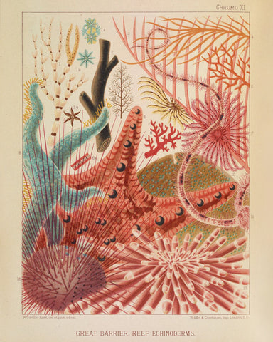Great Barrier Reef Echinoderms (Chromo XI) -  Vintage Reproduction - McGaw Graphics
