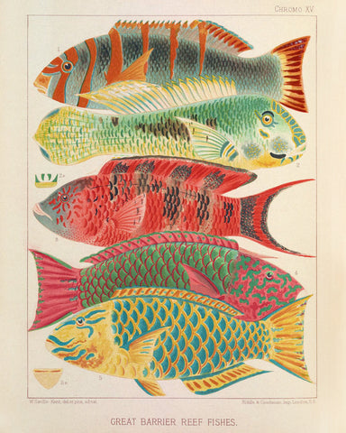 Great Barrier Reef Fishes I (Chromo XV) -  Vintage Reproduction - McGaw Graphics