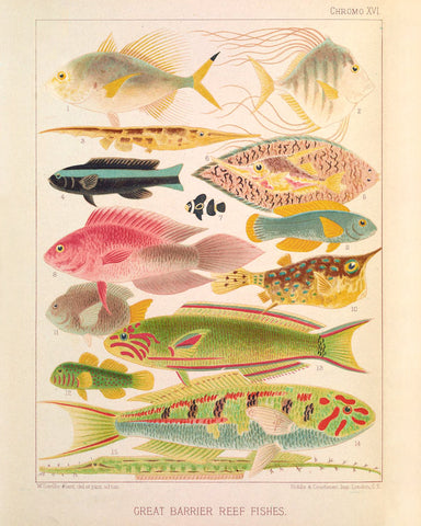 Great Barrier Reef Fishes II (Chromo XVI) -  Vintage Reproduction - McGaw Graphics