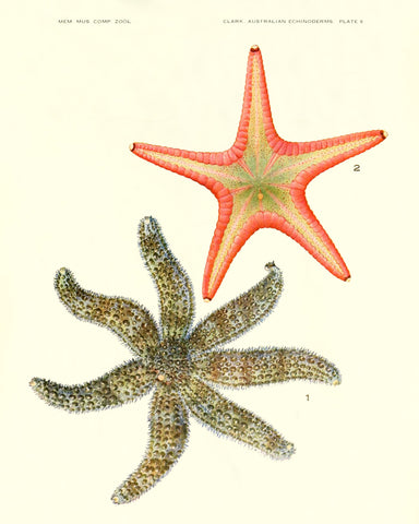 Starfish (Pl. 8) -  Vintage Reproduction - McGaw Graphics