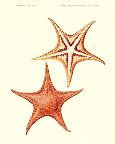 Starfish (Pl. 3) -  Vintage Reproduction - McGaw Graphics