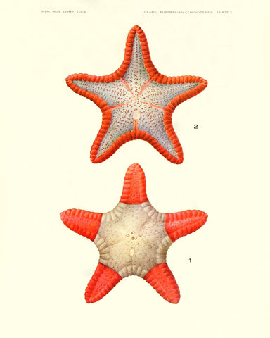 Starfish (Pl. 5) -  Vintage Reproduction - McGaw Graphics