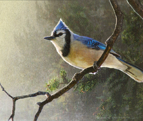 Early Bird Blue Jay -  Chris Vest - McGaw Graphics
