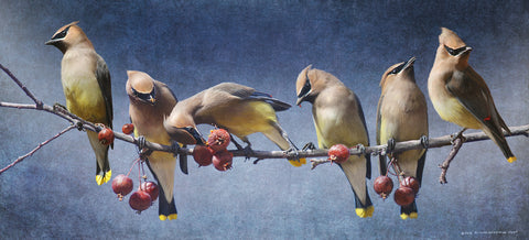 Waxwings Winter -  Chris Vest - McGaw Graphics