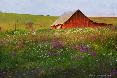 Field of Daisies and Locoweed -  Chris Vest - McGaw Graphics