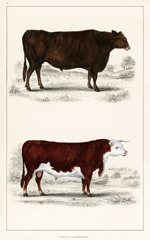 Animated Nature ‚Äì A Portrait of an Ox and Bull -  Vintage Reproduction - McGaw Graphics