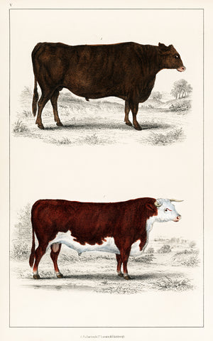 Animated Nature – A Portrait of an Ox and Bull -  Vintage Reproduction - McGaw Graphics