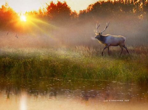 A Cool Drink - Bull Elk -  Chris Vest - McGaw Graphics