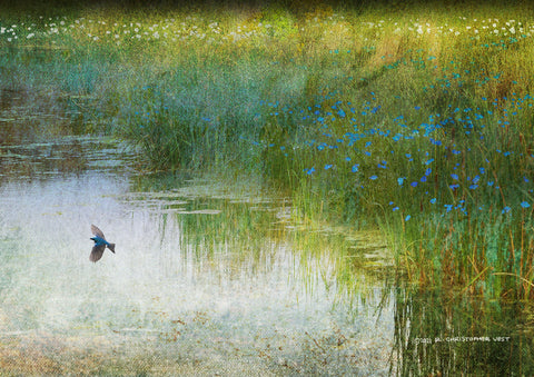 Wetland Tree Swallow -  Chris Vest - McGaw Graphics