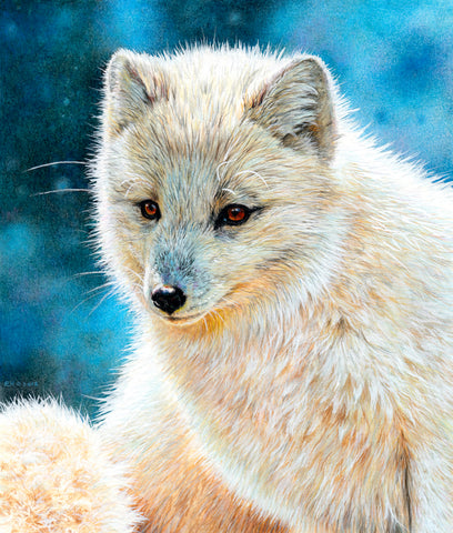 Arctic Fox