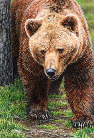 Brown Bear