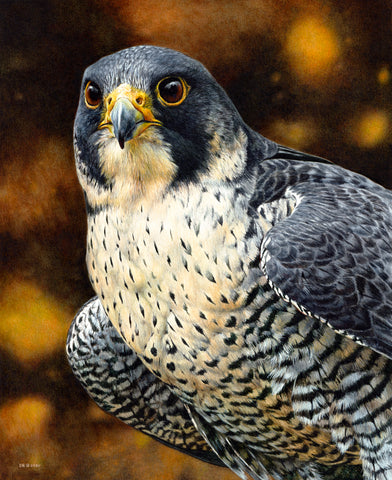 Ferrari of the Skies - Peregrine Falcon