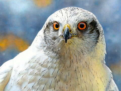 Goshawk Albidus