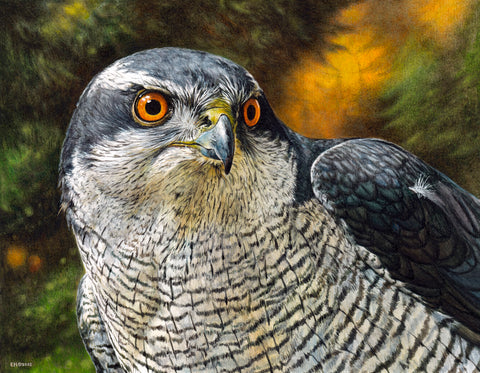 Goshawk