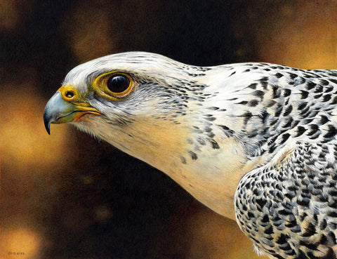 Gryfalcon