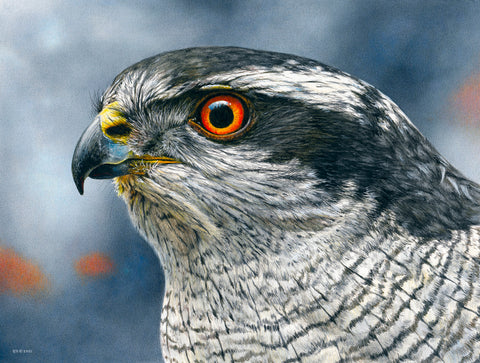 Northern Goshawk Profile