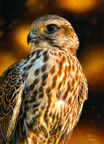 Saker Falcon