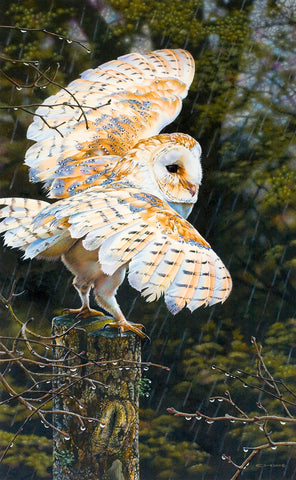 Rainman - Barn Owl