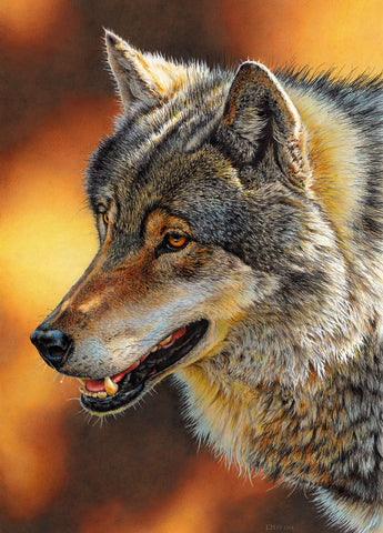 Intensive Stare - Grey Wolf