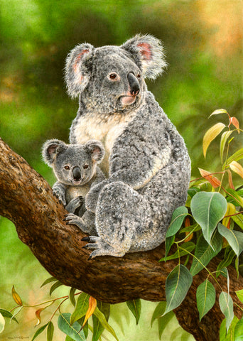 Koala