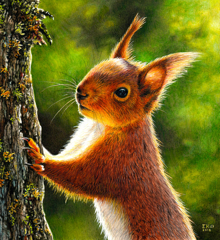 Red Squirrel