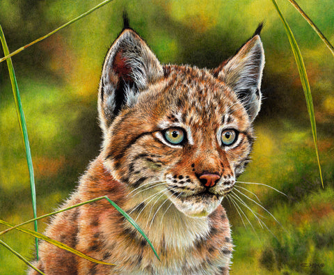 Curious - Eurasian Lynx Kitten