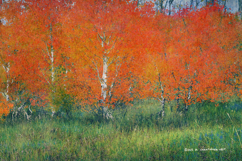 Red Aspens Green Meadow