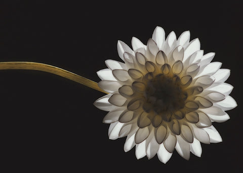 Solitary Blossom -  David Lorenz Winston - McGaw Graphics