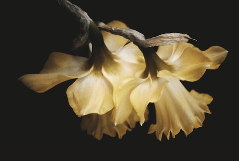 Sunning Daffodils -  David Lorenz Winston - McGaw Graphics