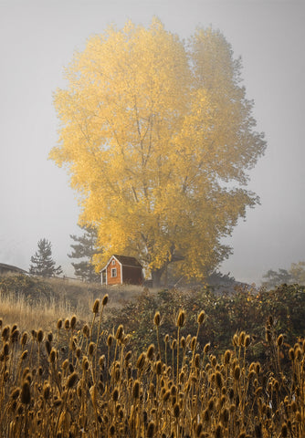 Yellow Tree & Teasel -  David Lorenz Winston - McGaw Graphics